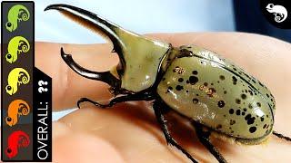 Western Hercules Beetle, The Best Pet Insect?