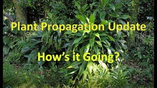 Plant Propagation Update