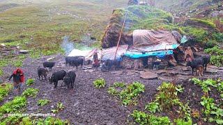 Best Rural Life in the jagadulla Mountains in Nepal | Rainy Day | Himalayan Shepherd Life | Dolpa |