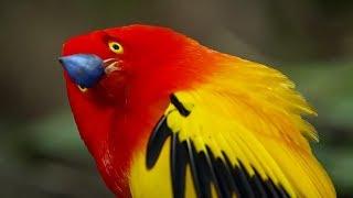 Beautiful Birds: 10 Captivating Orange colored Birds