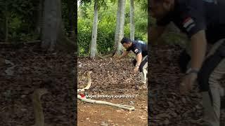 JOE HATTAB DAN PANJI UJI KEGANASAN KING COBRA DI ALAM !!