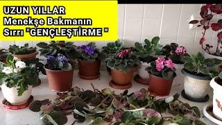 MENEKŞE Bakımında MUTLAKA Yapmalısınız. Menekşe GENÇLEŞTİRME, BUDAMA. Menekşe Bakımı. Africa violet.