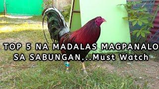 TOP5 BEST GAMEFOWL BLOODLINES | pinakamalalakas at nagpapanalo na manok