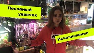 Исчезновение песчаного удавчика