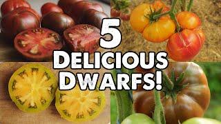 5 DELICIOUS DWARF TOMATOES FROM THE "DWARF TOMATO PROJECT"!