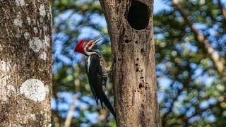 Lineated Woodpecker drumming.