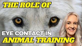 Exploring the Role of Eye Contact In Animal Training