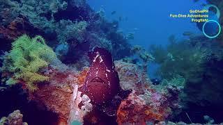 What's inside the mouth of a Frogfish? :)