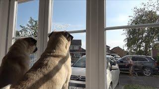 Pugs get Excited when Owners Return from Holiday!