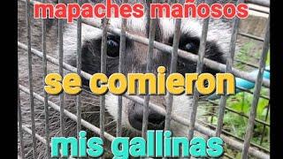 Mapaches se comieron mis gallinas