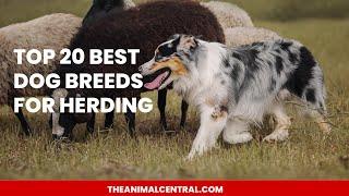 Top 20 Best Dog Breeds for Herding