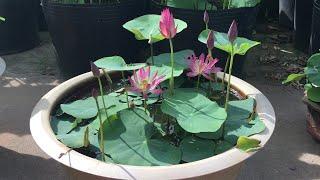 Mini lotus in pot | grow lotus plant at home | #shorts