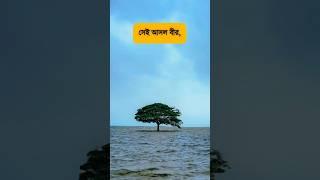 সেই আসল বীর