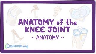 Anatomy of the knee joint