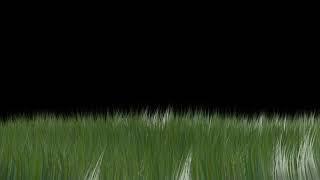 Green grass in black screen । animated grass motion black screen । grass background photo editing |