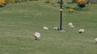 @nixcraft - tech and sheep, but not electricsheep!