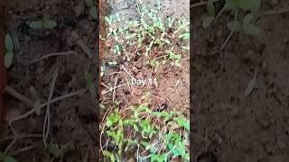 Lal Math || Red Amaranth Day 11 growth || Veggies From My Garden #Shorts