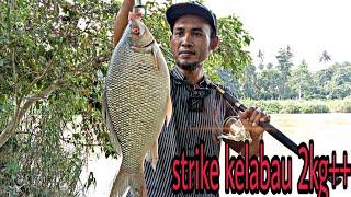 Umpan terbaik memancing ikan sungai | Kelabau 2kg++ | kelapa sawit potong | fishing