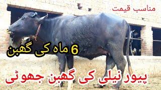 6 ماہ کی گھبن پیور نیل کی جھوٹی sale(03095071591) in pakistan on YouTube 31/1/2025