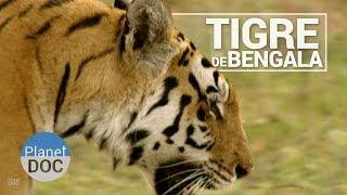 El Tigre de Bengala | Animales Salvajes - Planet Doc