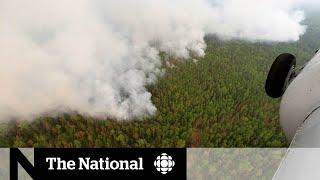 Siberian heat wave, forest fires could have global consequences