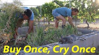 Plant Once, Harvest for a Lifetime | I'itoi Onions, The Perfect Desert Crop | Survival Crops