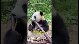 Why Do Pandas Suck At Surviving?