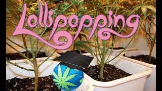 Cannabis LOLLIPOPPING - How To + Thoughts On Effectiveness