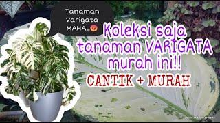 Tanaman varigata termurah