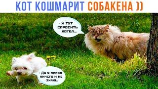 КОТ КОШМАРИТ СОБАКЕНА ))) | Приколы с котами | Мемозг 1447
