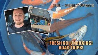 Another Busy Week...  | My Boys Koi | Weekly Update #koi #fish