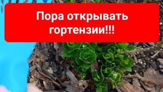 Пора открывать гортензии!!! Что делаем при открытии.