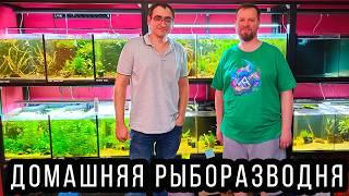 Домашняя аквариумная рыборазводня в Европе! Каких аквариумных рыбок разводят в Германии! 4K