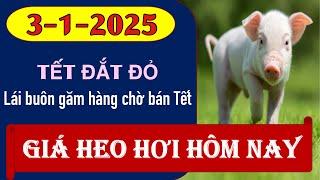 Giá heo hơi hôm nay 3/1/2025 - Lái buôn đổ về chợ găm lợn bán Tết