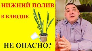 Нижний полив растений в поддон или блюдце. Вся правда об этом способе