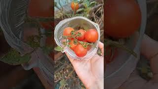 Cherry tomato  #tomato #harvesting #harvest #happy #viralvideo