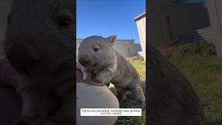 This woman rescued an orphaned baby wombat and then raised it #animalshorts #shortvideo