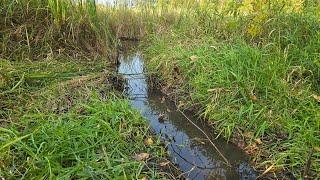 Trapping Fall Nuisance Beavers