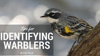 How to Identify Warblers in the Field