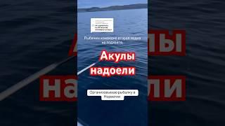 Ловля акул в Норвегии на острове хитра с Иванычем.