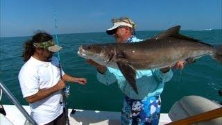 Cobia Fishing Florida Big Game Fishing off Cocoa Beach Florida