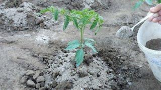 After planting tomatoes, use this natural fertilizer. Strong plants and a rich harvest