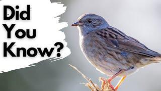 Things you need to know about DUNNOCKS!