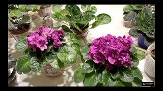 3 Simple Tips That Makes African Violets to Have Full Hat Bloom (For Lazy and Busy People)