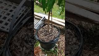 Growing mango trees in pots 