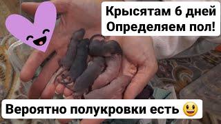 Смотрим пол у крысят! Какие окрасы? Финик в конце, а Ника везде :)))