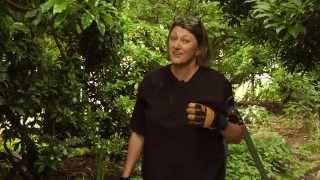 How to Prune a Pierus Tree - Video Tutorials with Plant Amnesty