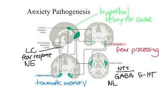 Anxiety Pathophysiology