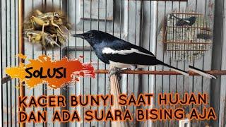 BURUNG KACER HANYA BUNYI DI SAAT HUJAN DAN ADA BISINGINI SOLISINUA