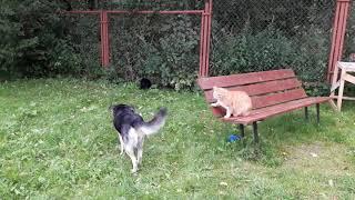 Кот защищает свою собаку